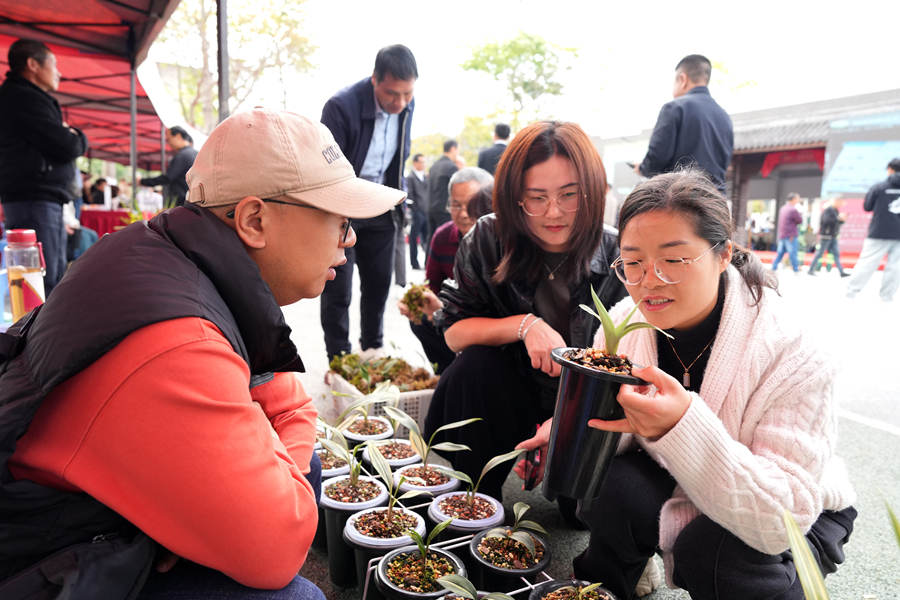 现场交易火热,兰农与来自全国各地的采购商、兰花爱好者面对面洽谈交易。。南靖县融媒体中心供图