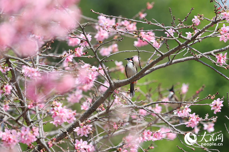 绚丽樱花引得鸟儿流连其间。人民网记者 陈博摄