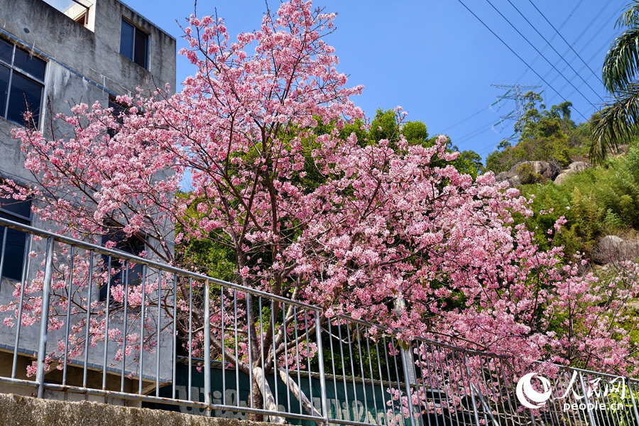 “红粉佳人”樱花在枝头竞相绽放。人民网记者 陈博摄