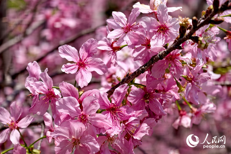 朵朵樱花在虬枝丫杈间簇拥成串。人民网记者 陈博摄