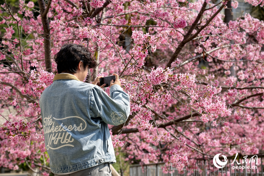 游客用手机拍摄樱花盛放美景。人民网记者 陈博摄