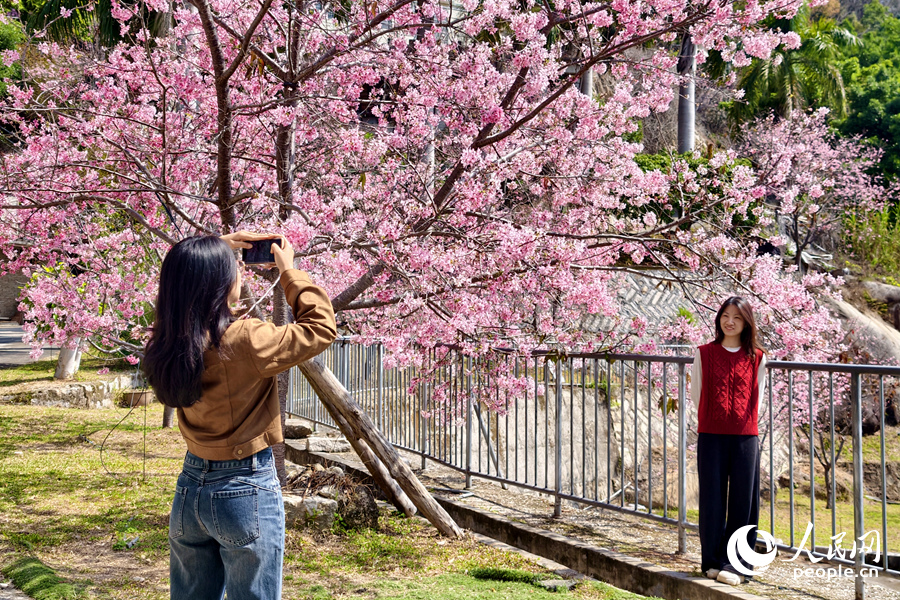 游客在樱花树下留影。人民网记者 陈博摄