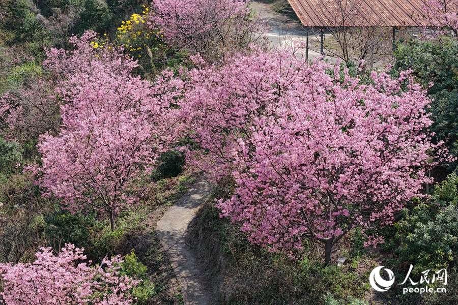 园中尽显浓浓春意。人民网记者 陈博摄