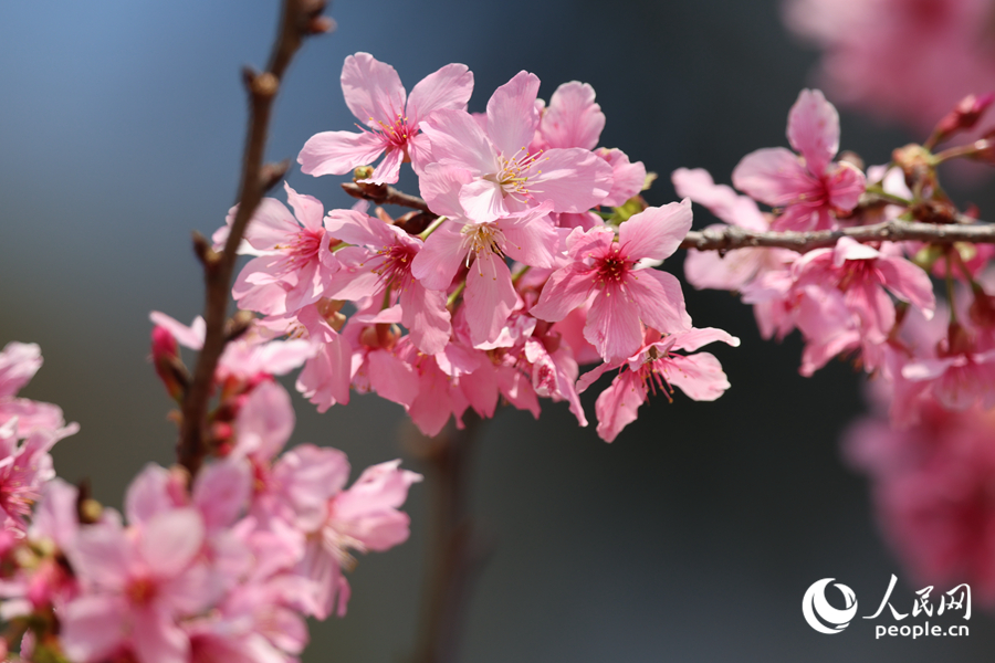 樱花随风摇曳生姿,清香扑鼻。人民网记者 陈博摄