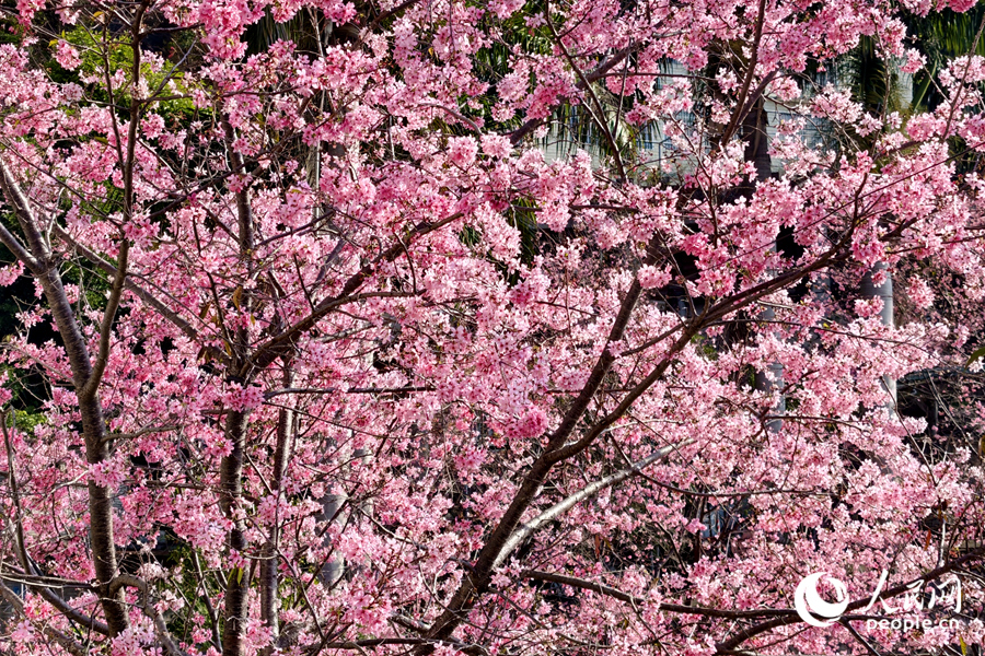 “红粉佳人”樱花目前正值盛花期。人民网记者 陈博摄