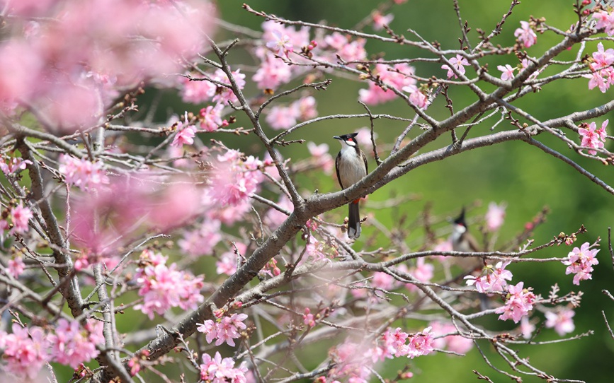 厦门：“红粉佳人”迎春开
