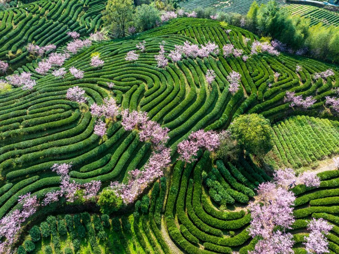 燕子窠生态茶园。丁李青摄