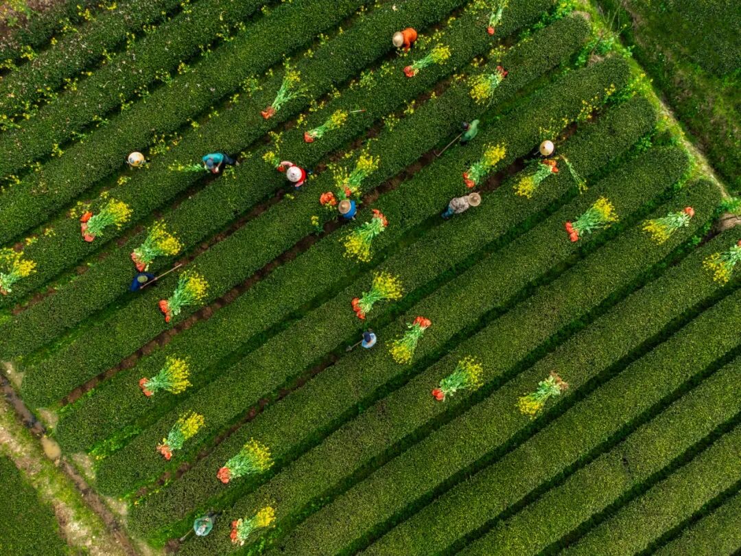 “武夷山燕子窠生态茶园”全国骨干科特派培训基地现场教学点。胡子永摄