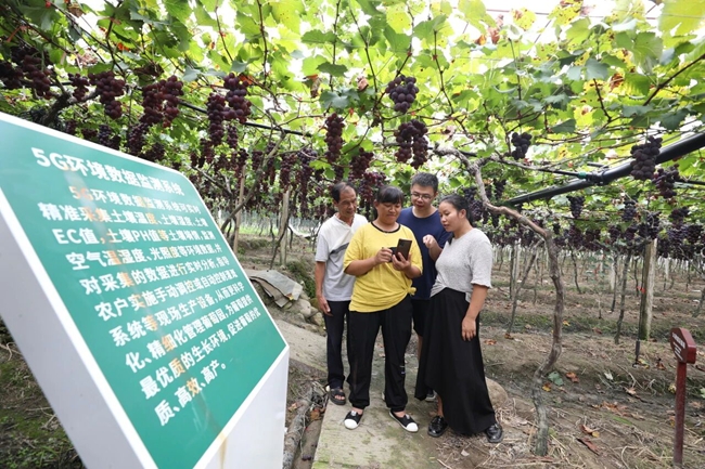 新型创业主体朱丽英（左二）向参观者演示5G环境数据监测系统在葡萄园中的应用。吴苏梅摄