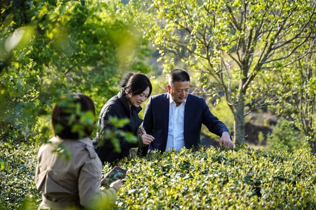 寿宁乡贤朱东炫（右一）返乡带动茶叶品牌营销。刘岩生摄