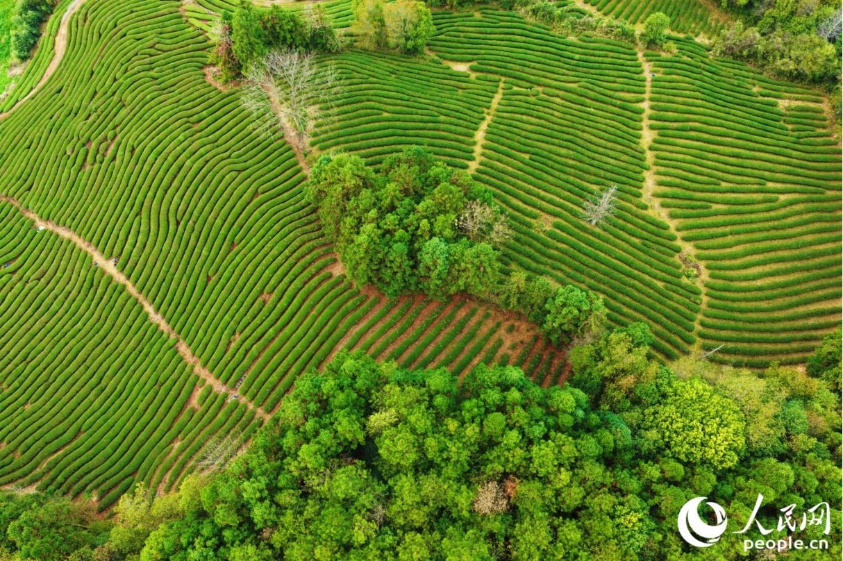 位于福建省武夷山市兴田镇的生态茶园。人民网记者 李唯一摄
