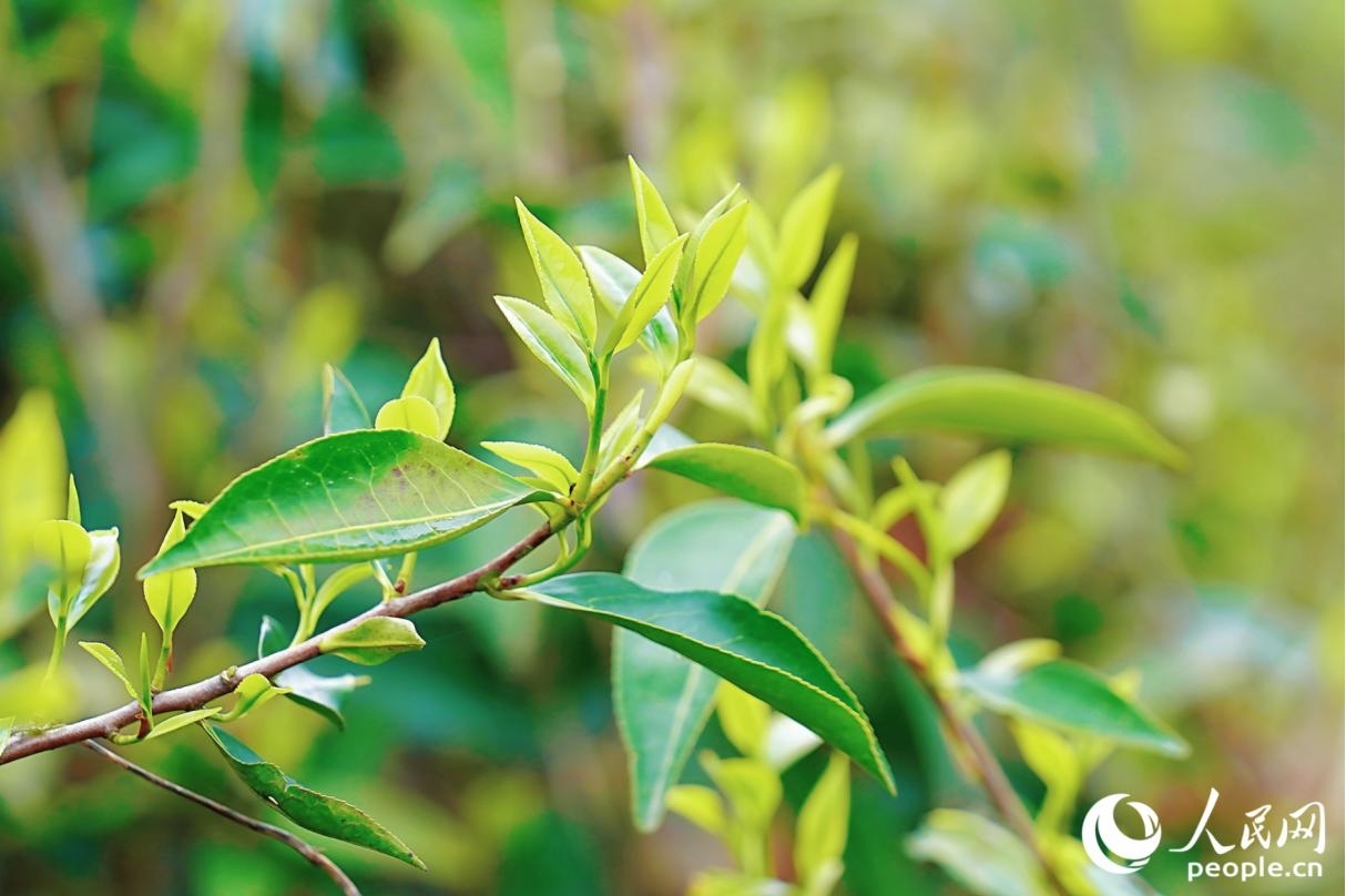 春茶“吐”新芽。人民网记者 李唯一摄