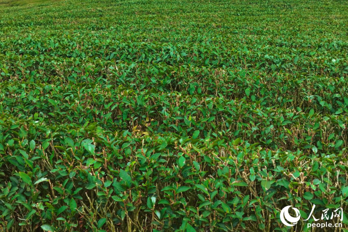 放眼茶园，满目青绿。人民网记者 李唯一摄