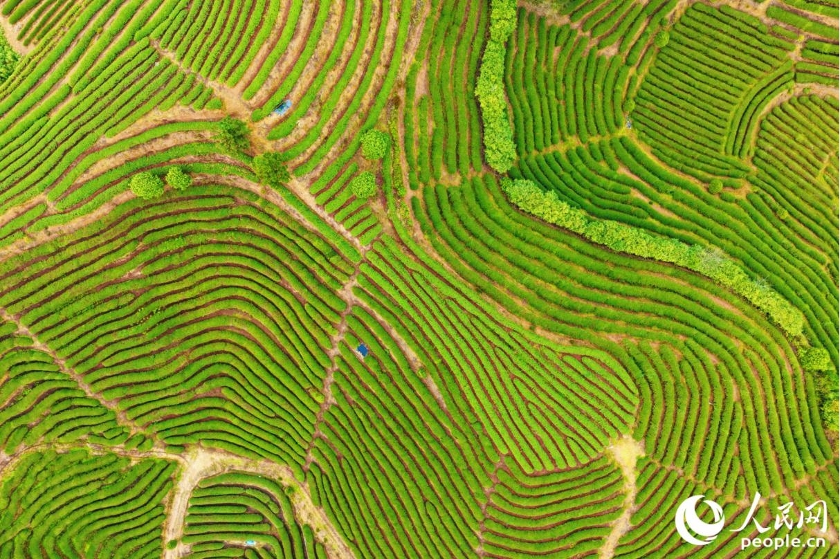 从高空俯瞰，绿色生态茶园满目翠绿，纹路层层叠叠，犹如“大地的指纹”。人民网记者 李唯一摄