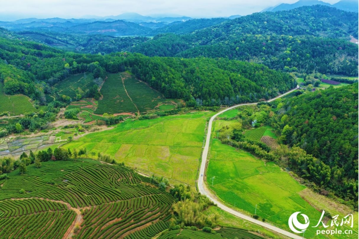 发挥生态优势，武夷山持续推进茶文化、茶产业、茶科技深度融合发展。人民网记者 李唯一摄