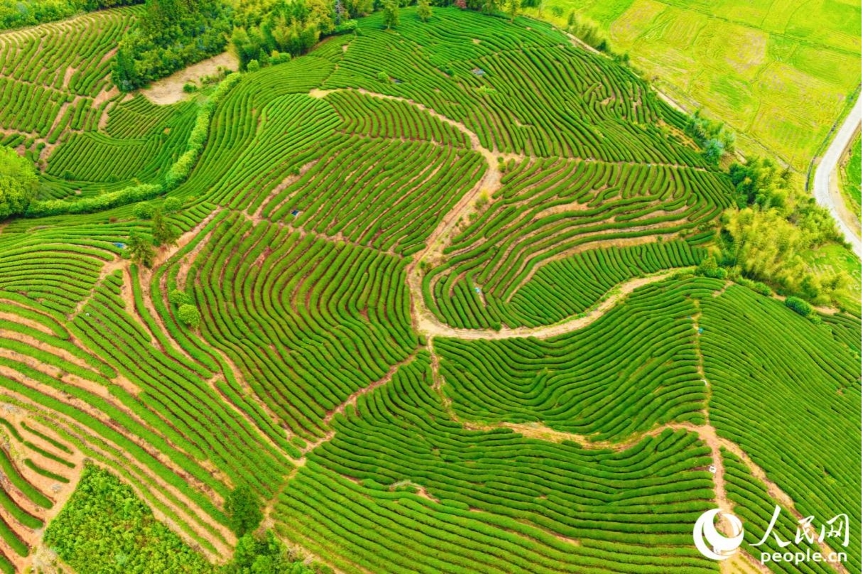 当前，武夷山累计建成绿色生态茶园13.26万亩。人民网记者 李唯一摄