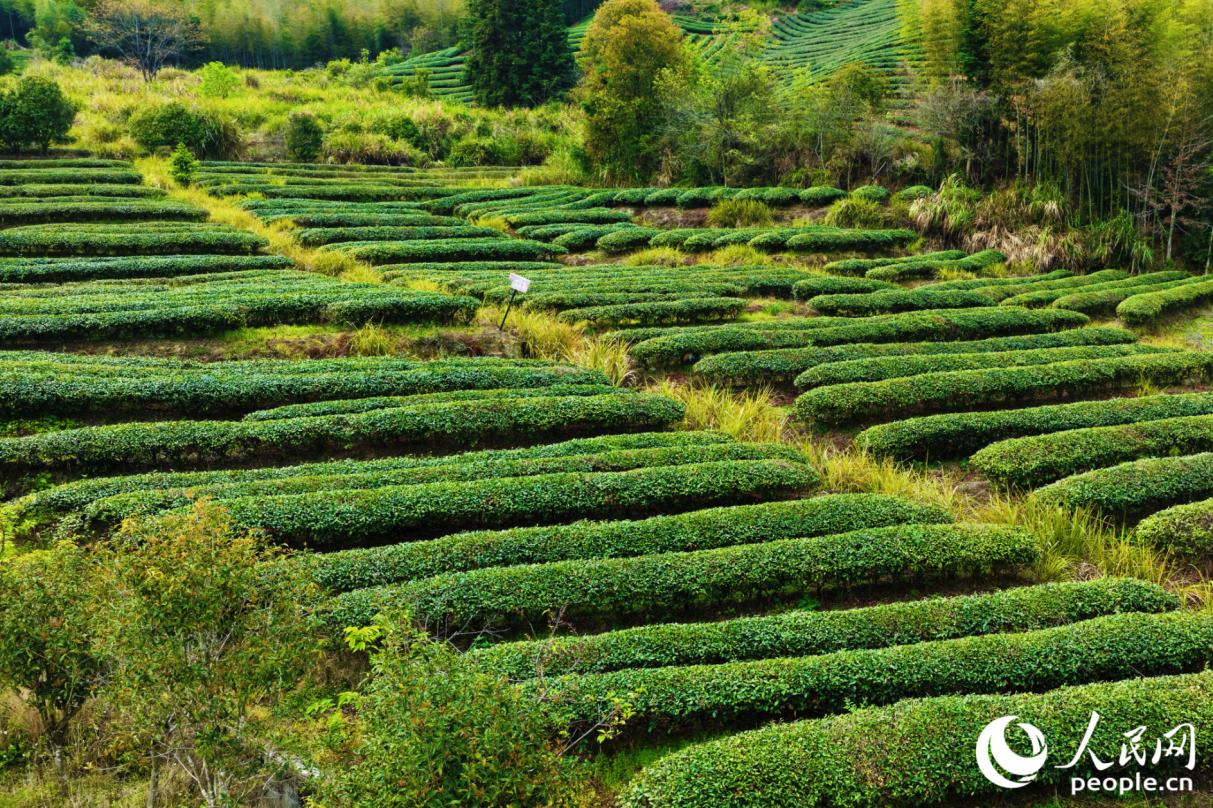 2026年2月，武夷山探索“生态+文旅”、茶产业生产产品价值实现等特色做法，入选福建生态产品价值实现机制试点2025年度实践案例。人民网记者 李唯一摄
