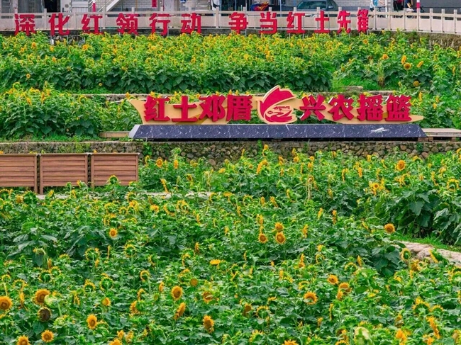 邓厝村以邓子恢故居为核心，打造田间研学体验园