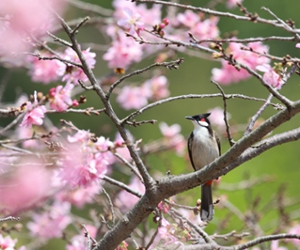 廈門：“紅粉佳人”迎春開/