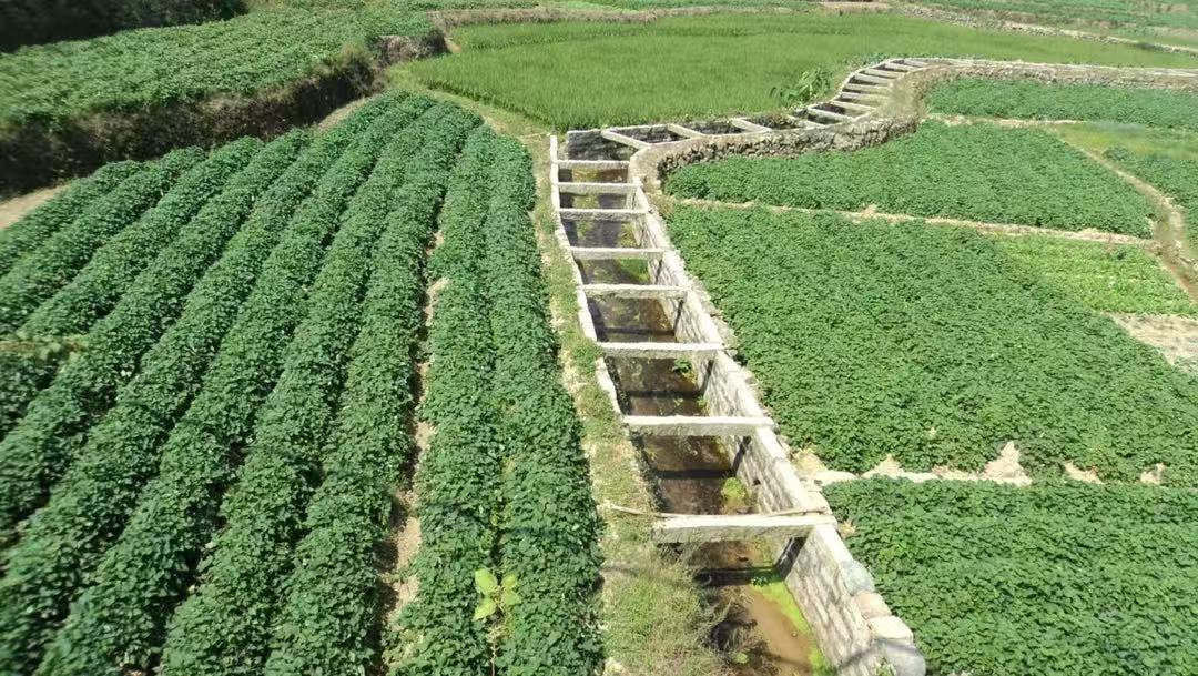 虹山红心地瓜田。洛江区自然资源局供图