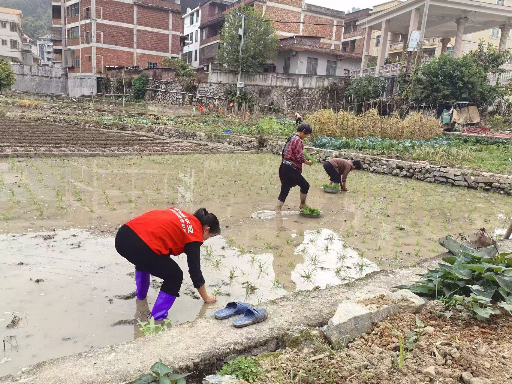 平安志願者在永春縣參內鎮助農插秧搶農時。