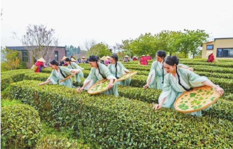 永泰舉辦春茶開採節活動