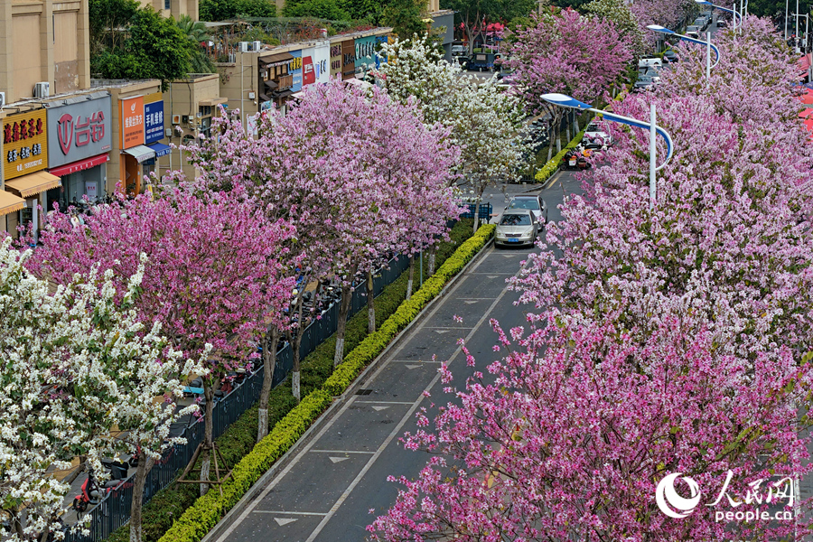 廈門鼓鑼西路繁花似錦，宮粉羊蹄甲花朵夾道盛放。人民網記者 陳博攝