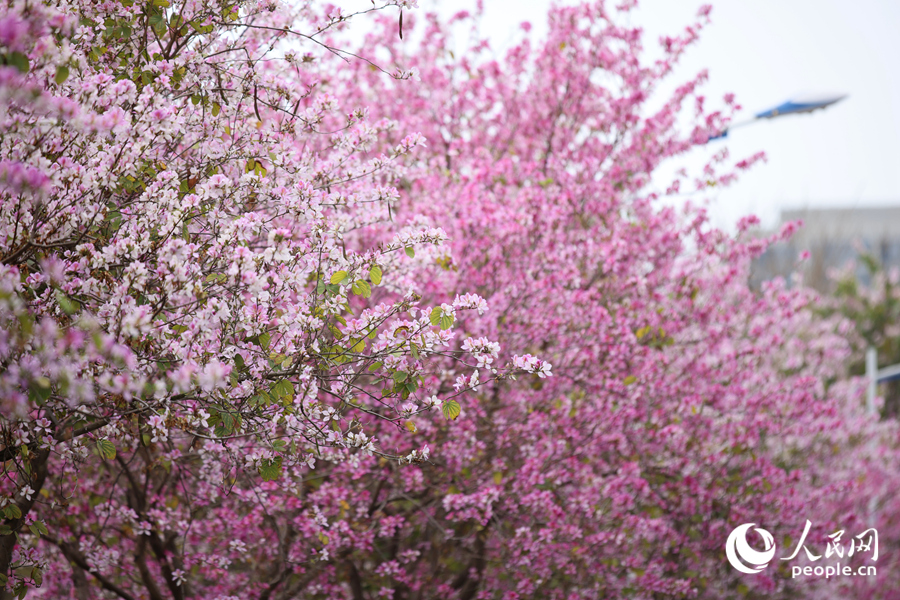 宮粉羊蹄甲花朵綴滿枝頭。人民網記者 陳博攝