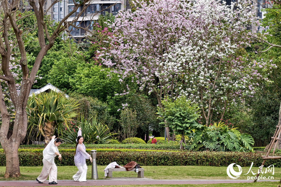 廈門南湖公園中，游人在繁花下跳舞。人民網記者 陳博攝