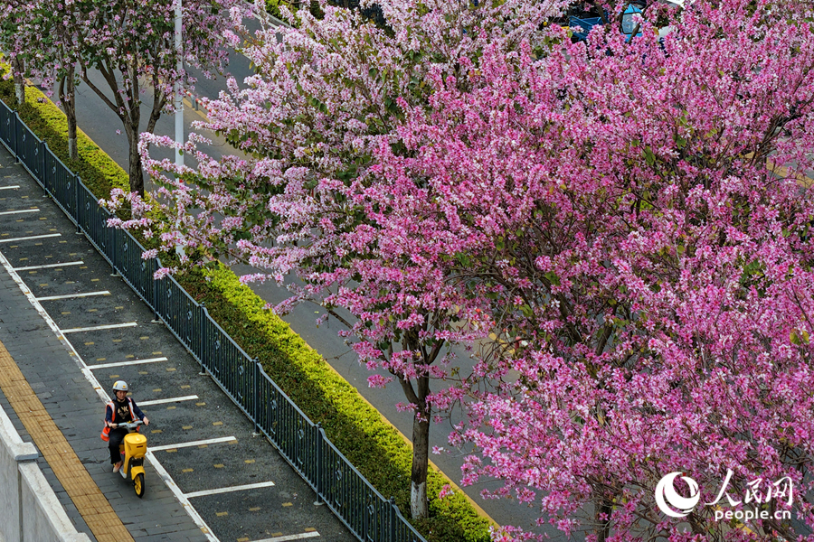 盛放的宮粉羊蹄甲層層疊疊，猶如花浪翻涌。人民網記者 陳博攝