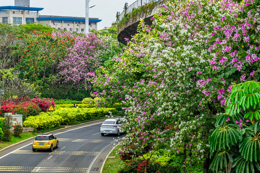 廈門枋鐘路的宮粉羊蹄甲花朵傾瀉而下。陳瑞坤攝