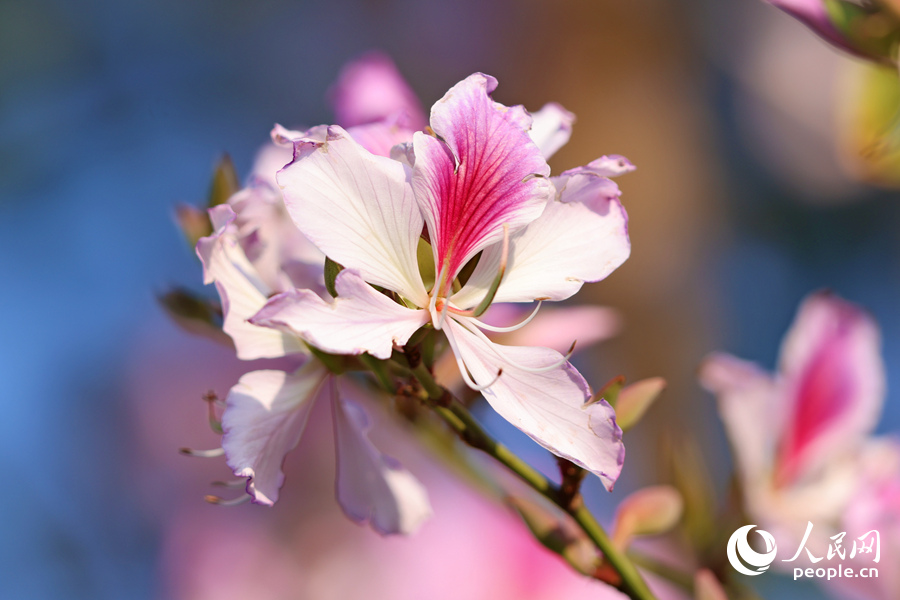 宮粉羊蹄甲花朵在陽光下顯得格外嬌嫩。人民網記者 陳博攝