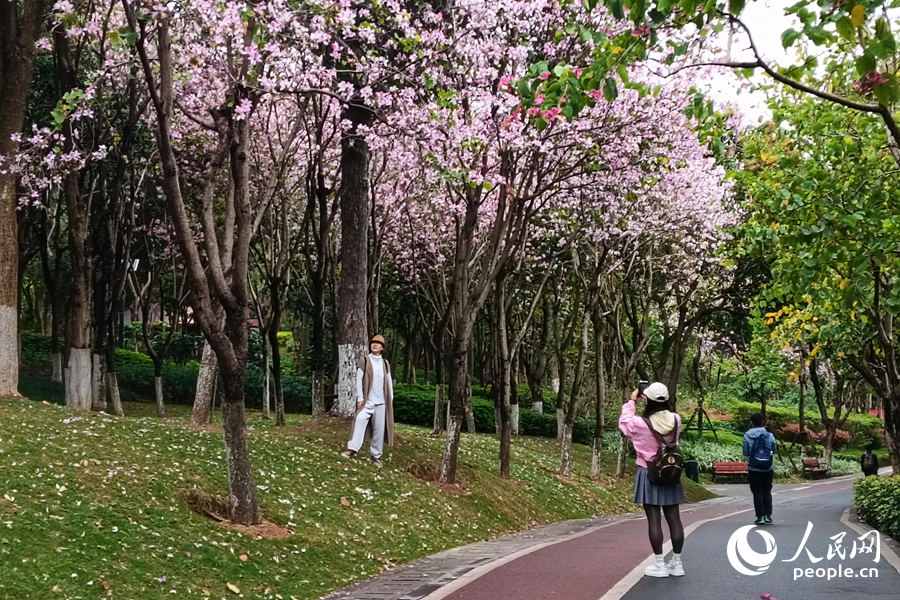 廈門山海健康步道旁的宮粉羊蹄甲引人駐足拍照。人民網記者 陳博攝