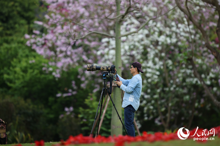 攝影師在宮粉羊蹄甲樹下拍照。人民網記者 陳博攝