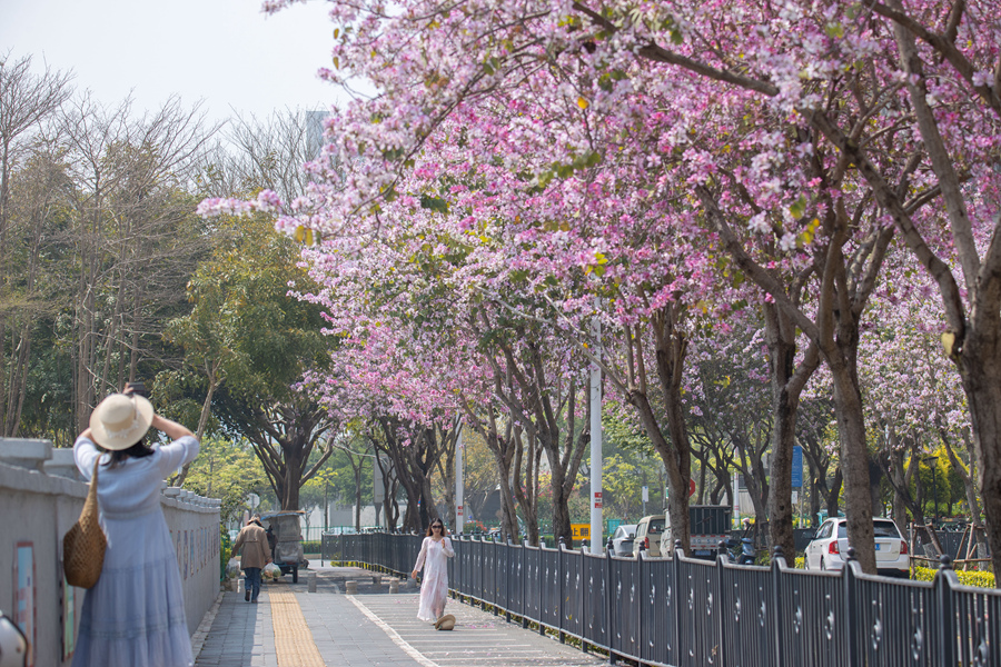 粉白相間的花海成為了市民游客踏青賞花的打卡地。肖曉晶攝