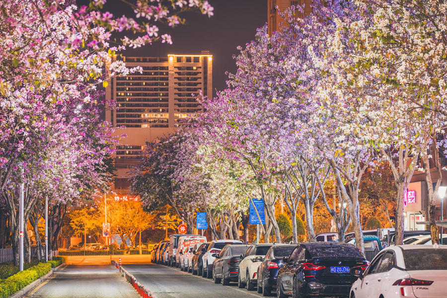 夜幕降臨后，宮粉羊蹄甲花朵在燈光的映照下顯得美麗動人。陳超攝