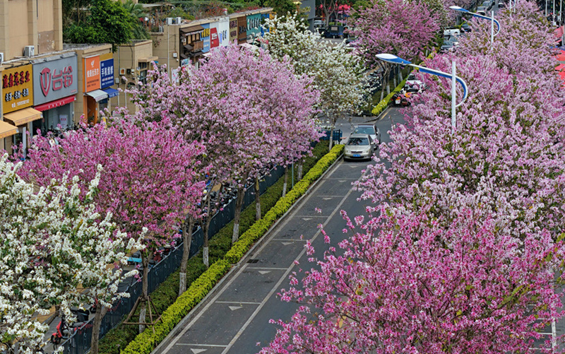 廈門：宮粉羊蹄甲花開滿城