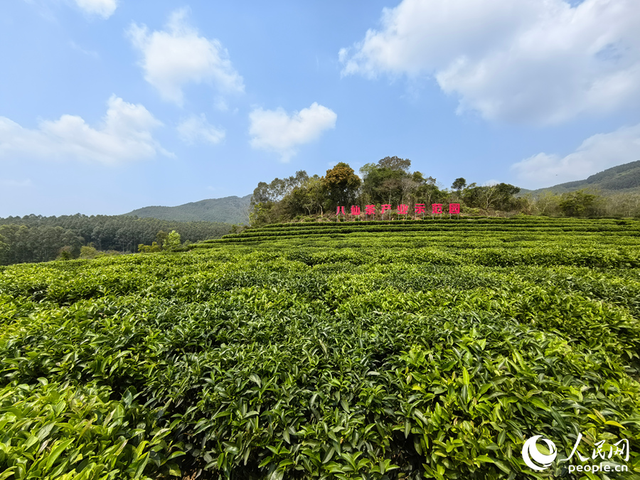 位於詔安縣白洋鄉的八仙茶產業示范園。人民網 蘇海森攝