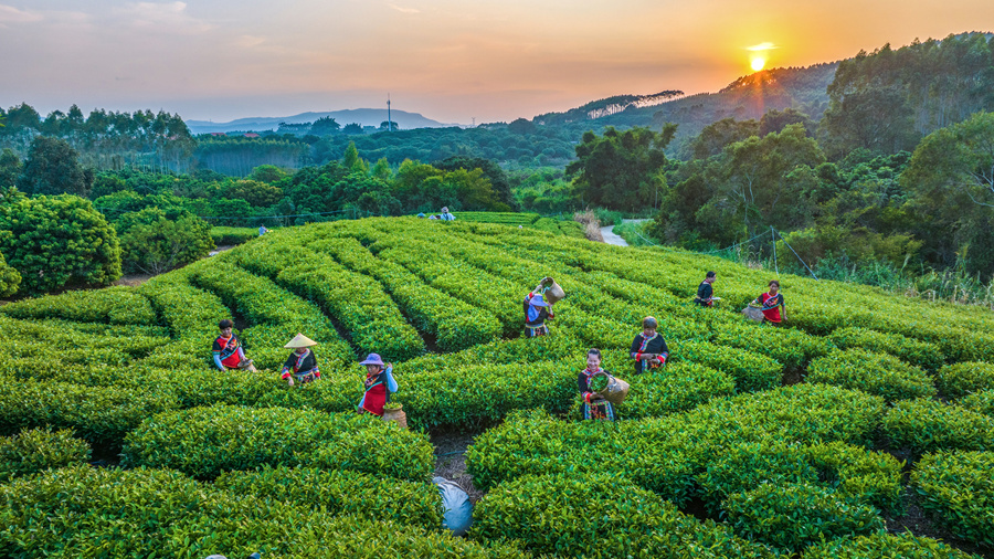 目前，詔安縣八仙茶種植面積達5.72萬畝。詔安縣委宣傳部供圖