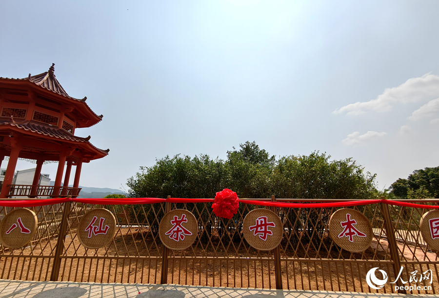 移植到詔安縣白洋鄉八仙山腳下的17株八仙茶母本。人民網 蘇海森攝