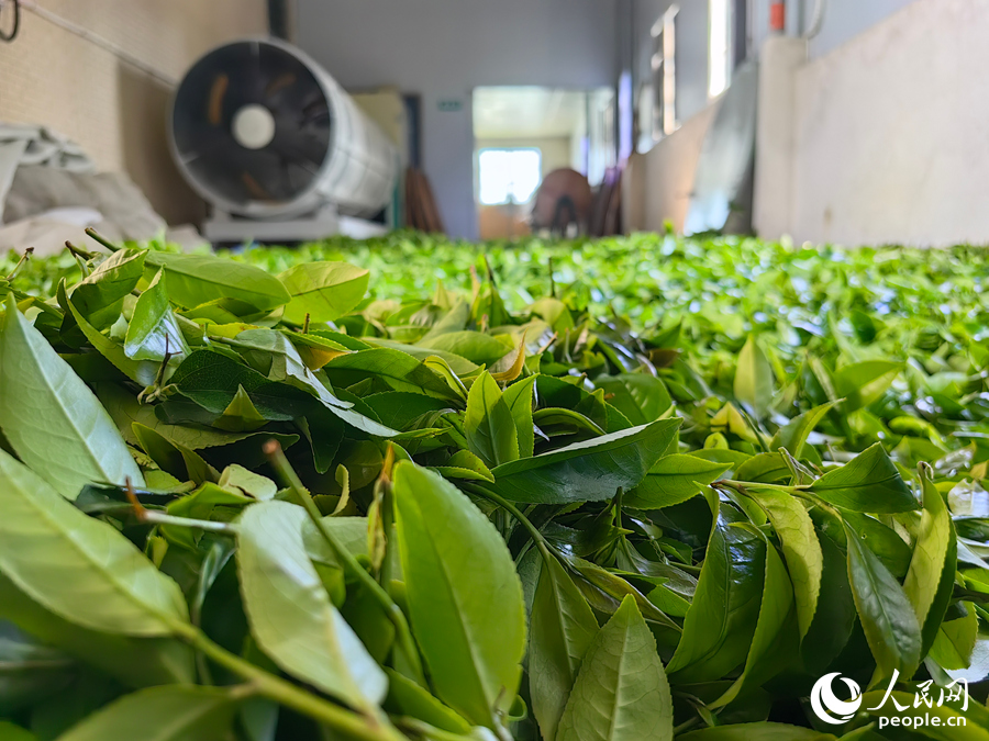 剛採摘下來的八仙茶嫩葉放置陰涼處通風。人民網 蘇海森攝