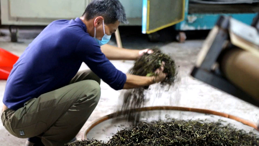 茶農在制作八仙茶。詔安縣委宣傳部供圖