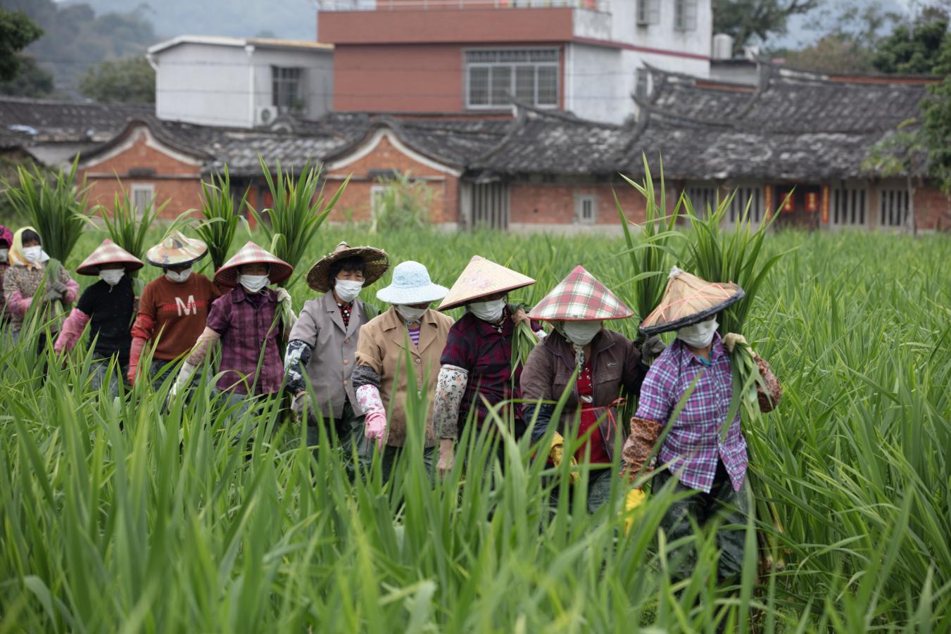 龍門鎮茭白採收場景