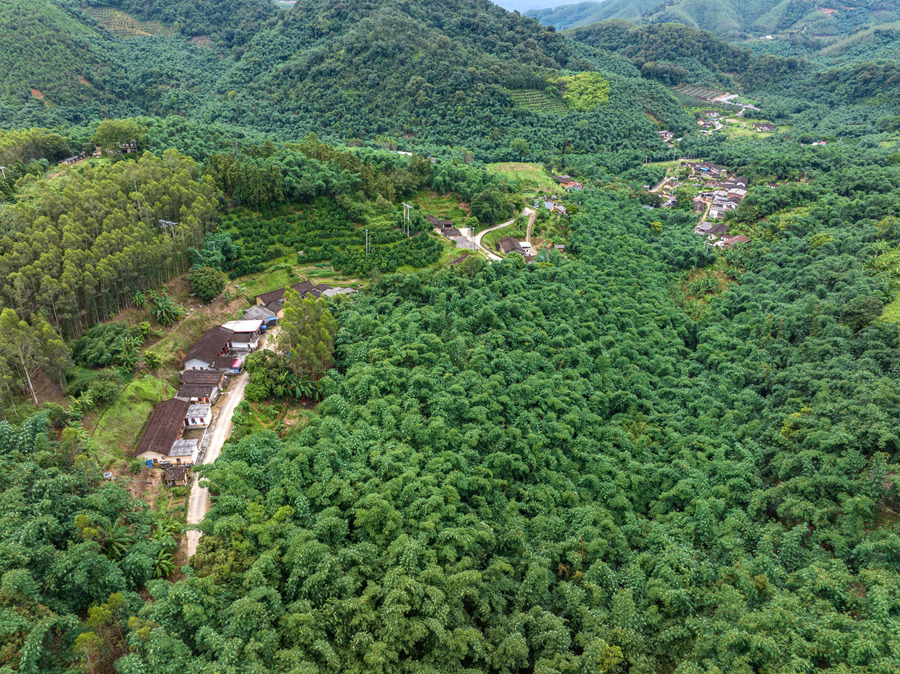 南靖縣龍山鎮竹林成海。農行漳州分行供圖