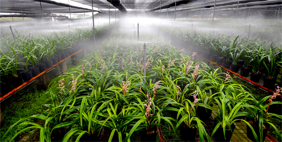 南靖蘭花產業示范園內綠意盎然、幽香浮動。張志堅攝