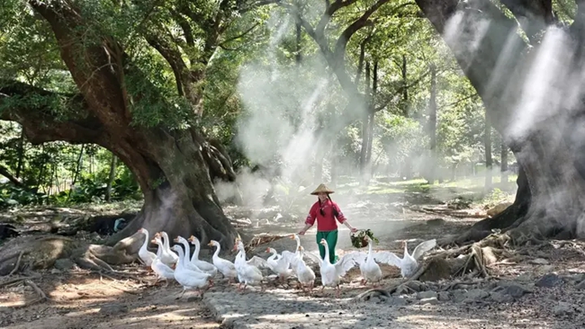 牙城榕楓公園趕鵝表演。林喜攝