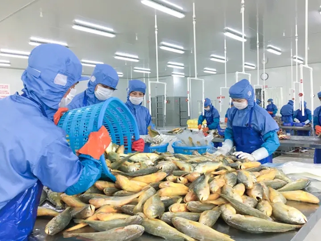 大黃魚加工。福建福寧港漁業有限公司供圖