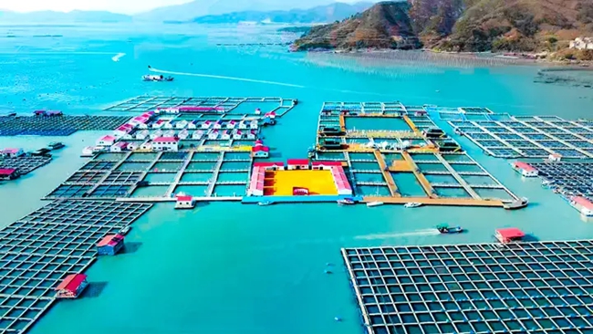 溪南七星魚排航拍。張羽攝