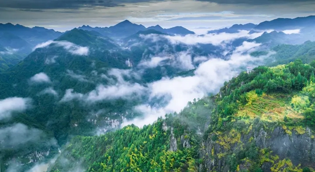 周寧縣健全“林長+”協作機制，一體推進擴綠、興綠、護綠，不斷厚植生態底色，繪就山清水秀的綠色畫卷。蘭水花攝