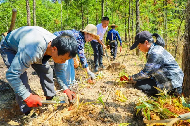 農戶正在林下種植多花黃精。陸淑華攝